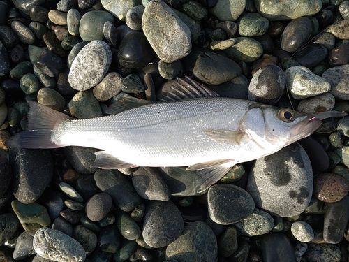 セイゴ（マルスズキ）の釣果