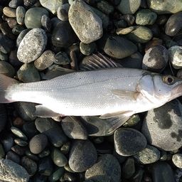 セイゴ（ヒラスズキ）