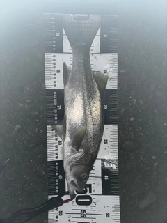 ヒラスズキの釣果