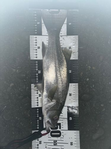 ヒラスズキの釣果