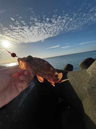 カサゴの釣果