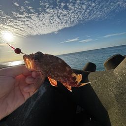 カサゴ