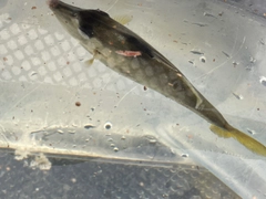 ギマの釣果