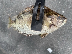 アイゴの釣果
