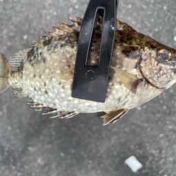 アイゴ