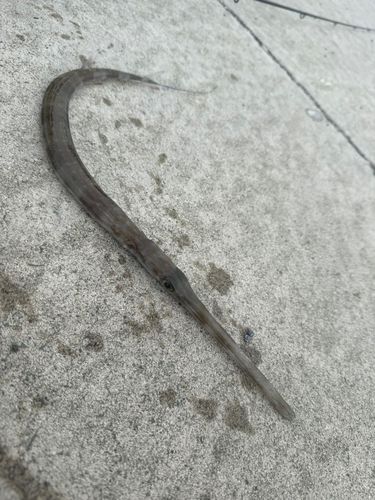 アオヤガラの釣果