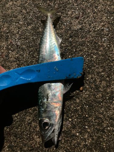 ニジョウサバの釣果