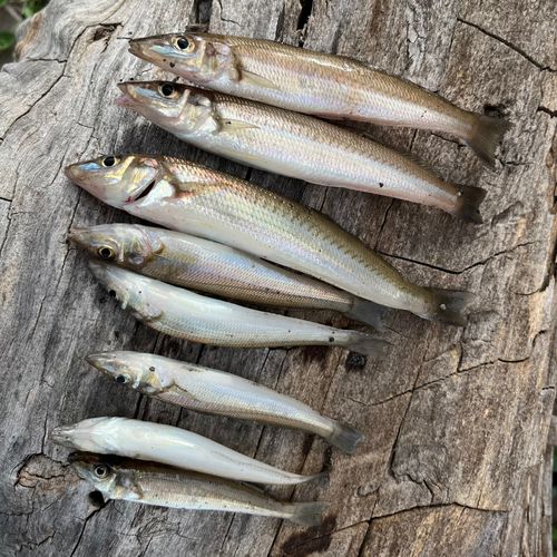 シロギスの釣果