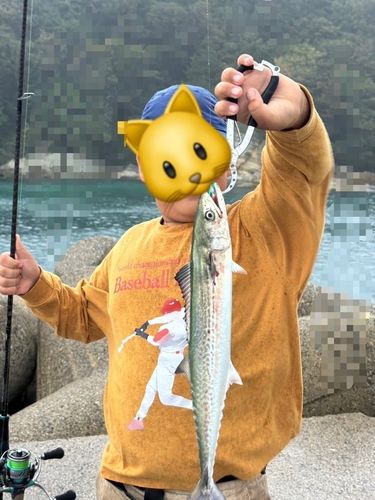 サゴシの釣果