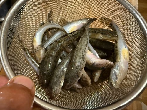 ハゼの釣果