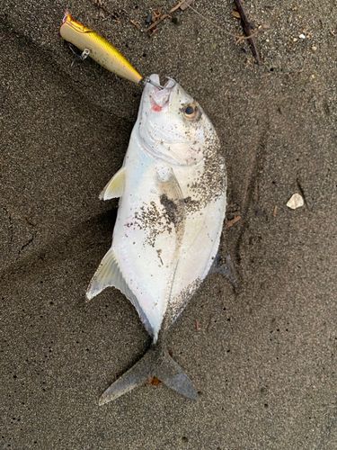 メッキの釣果