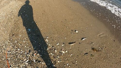 キスの釣果
