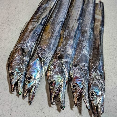 タチウオの釣果