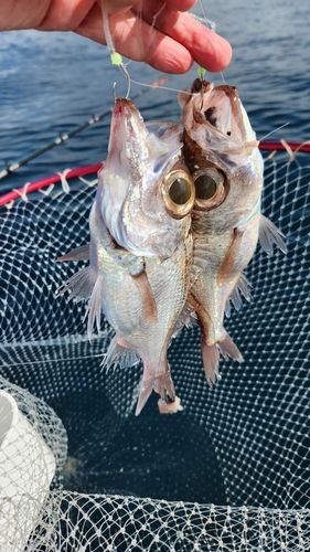 シロムツの釣果
