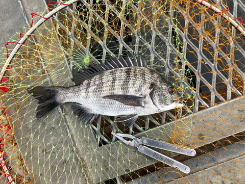 クロダイの釣果