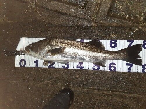 シーバスの釣果