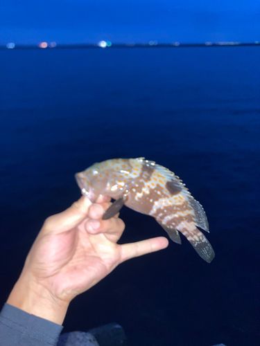 キジハタの釣果