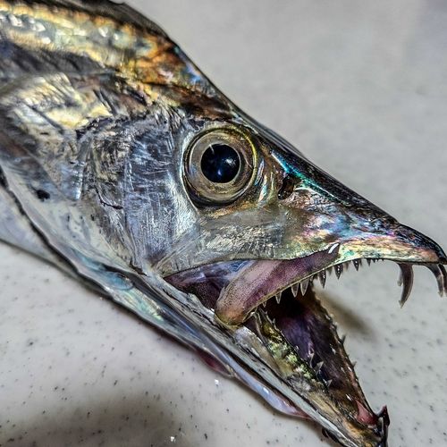 タチウオの釣果