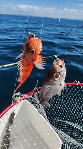 シロムツの釣果