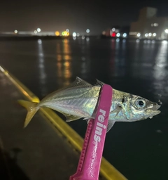 マアジの釣果