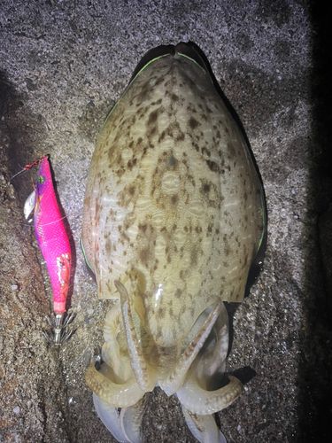 イカの釣果