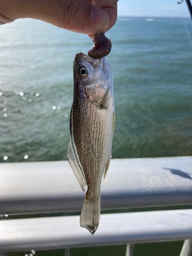 イシモチの釣果