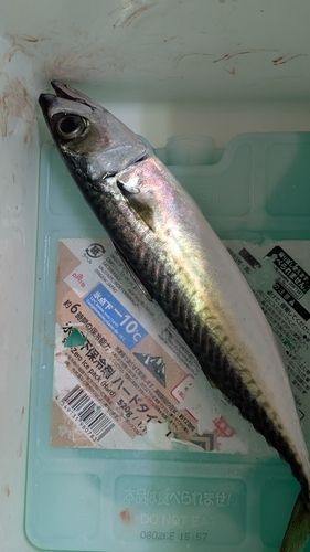 釜石湾
