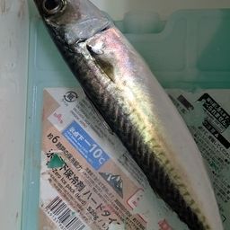 サバ