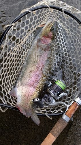 ニジマスの釣果