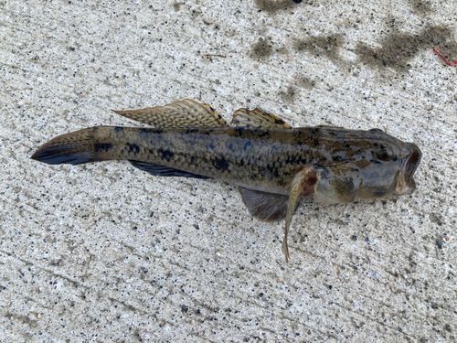 ハゼの釣果