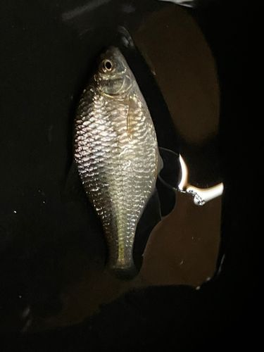 琵琶湖