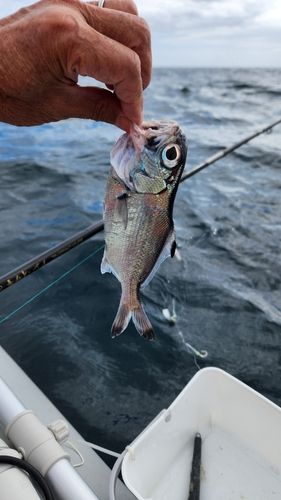 ギンメダイの釣果