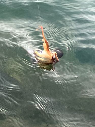 タコの釣果