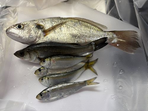 イシモチの釣果