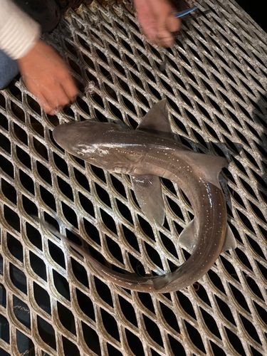 本牧海づり施設