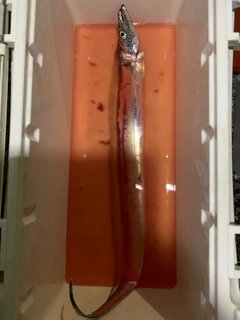 タチウオの釣果