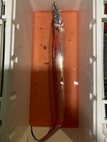 タチウオの釣果