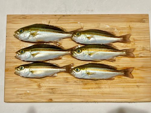 イサキの釣果