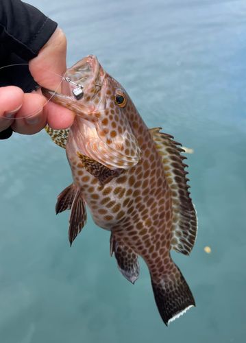 オオモンハタの釣果