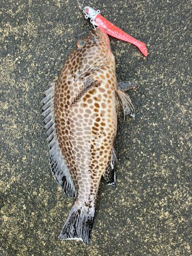 オオモンハタの釣果