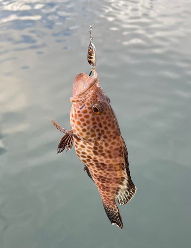 オオモンハタの釣果