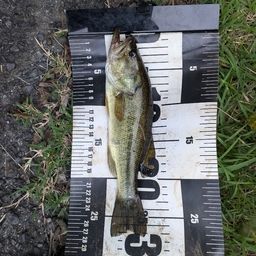 ラージマウスバス