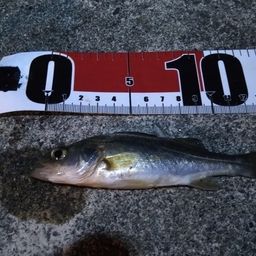 セイゴ（ヒラスズキ）