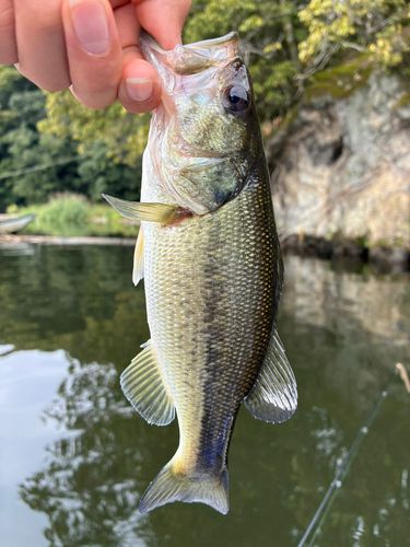 相模湖