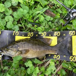 スモールマウスバス