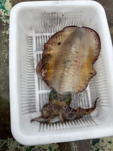 アオリイカの釣果