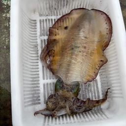 アオリイカ