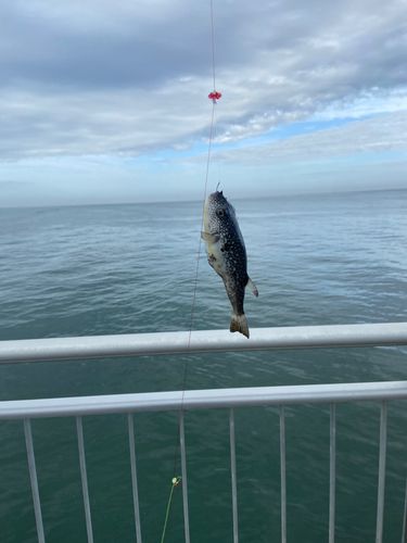 クサフグの釣果