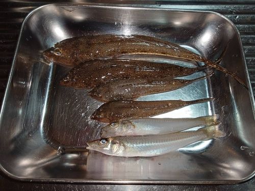 キスの釣果