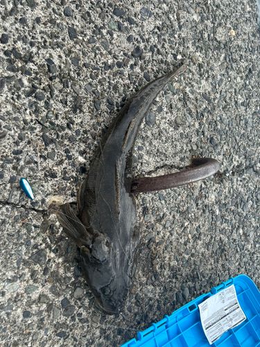 マゴチの釣果